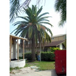 Canary Island Date Palm 22' CT